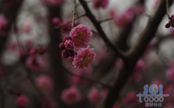 花朵素材