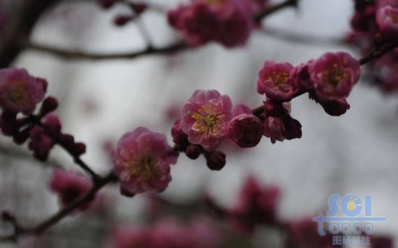 花朵素材