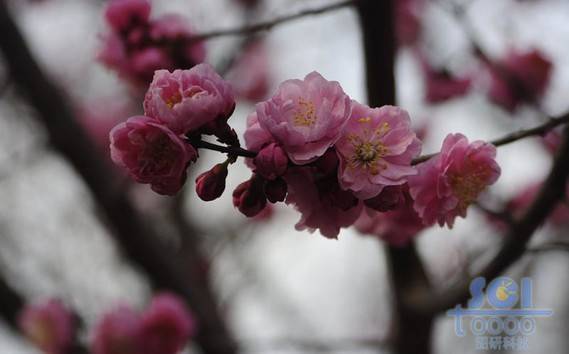 花朵素材