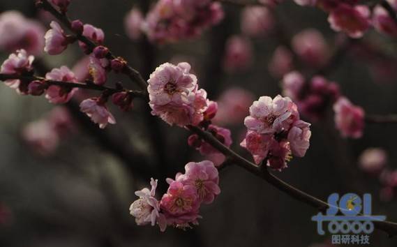 花朵素材