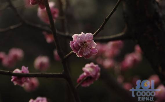 花朵素材