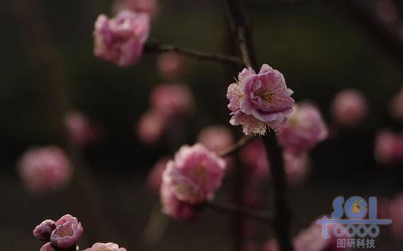 花朵素材