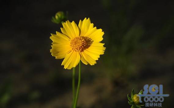 花朵素材