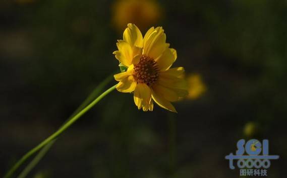 花朵素材