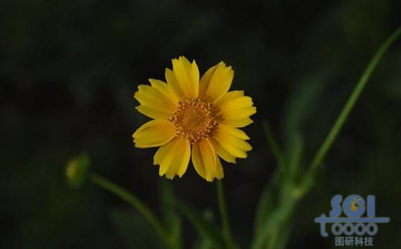 花朵素材