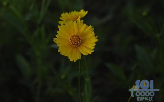 花朵素材