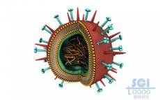 带遗传物质的病毒结构