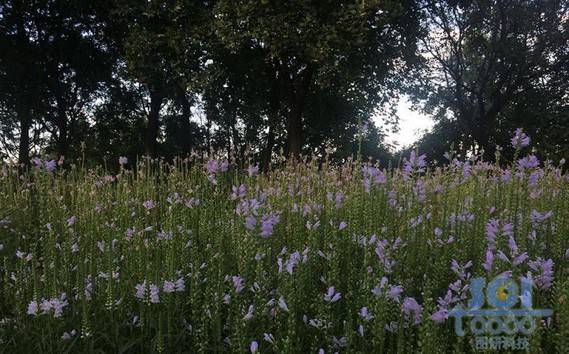 花朵素材