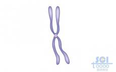 染色體結構