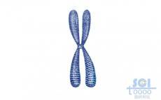 蓝色染色体结构
