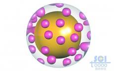 透明膜包裹的金納米球和燃料分子