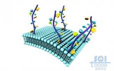 修饰了葡糖氨基聚糖模拟聚合物的细胞膜