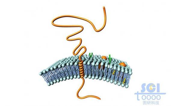 典型的单跨膜糖蛋白示意图