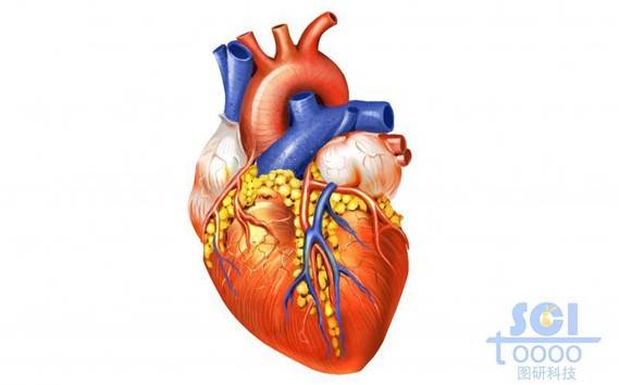 心脏结构