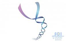 DNA雙螺旋結構