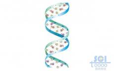 带碱基对的标准DNA结构