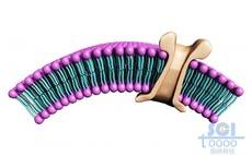 带离子通道的磷脂双分子层