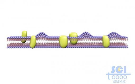 带突起的磷脂双分子层