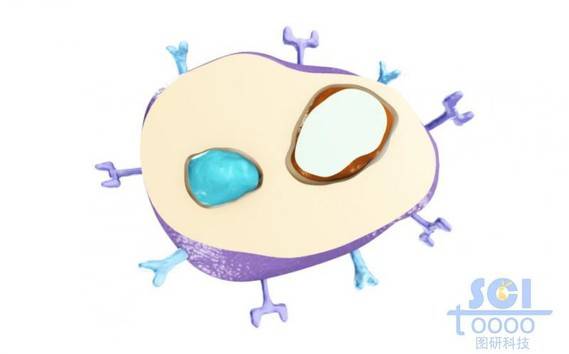 带受体的半切面的细胞