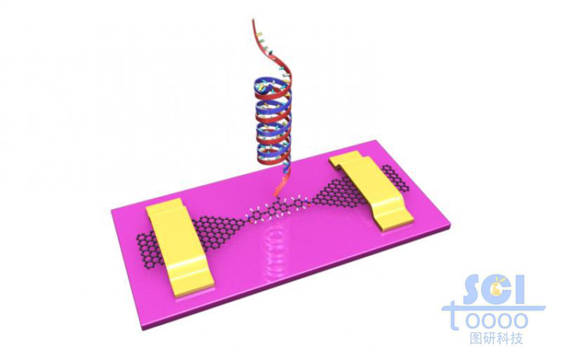 石墨烯基分子器件与双链DNA