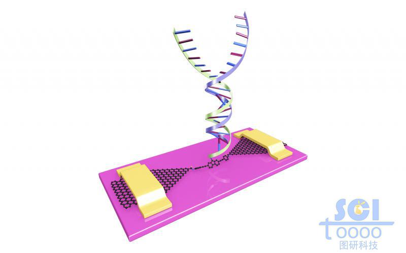 石墨烯基分子器件与双链DNA