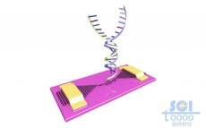 石墨烯基分子器件與雙鏈DNA