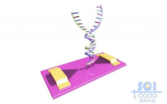 石墨烯基分子器件与双链DNA