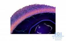 带磷脂双分子层的细胞膜和细胞核