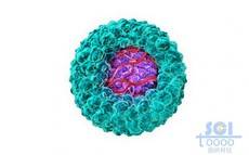 癌細胞包裹的帶微血管結構的腫瘤