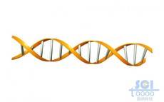 帶堿基對的DNA雙螺旋鏈