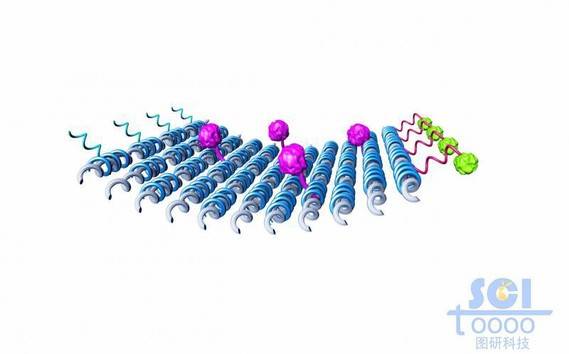 平行排列成片的碳纳米管片内包含蛋白结构两边附DNA链