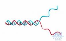 末端解旋的DNA双螺旋链