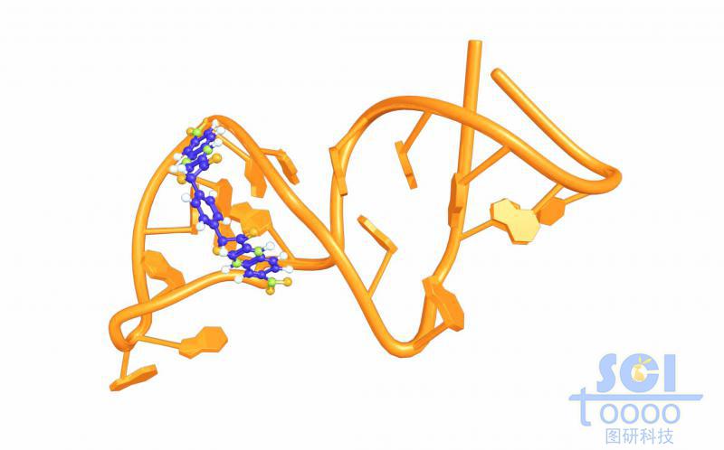 带小分子卡环的单链RNA结构