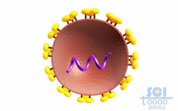 二分之一切面可见内部遗传物质的病毒结构