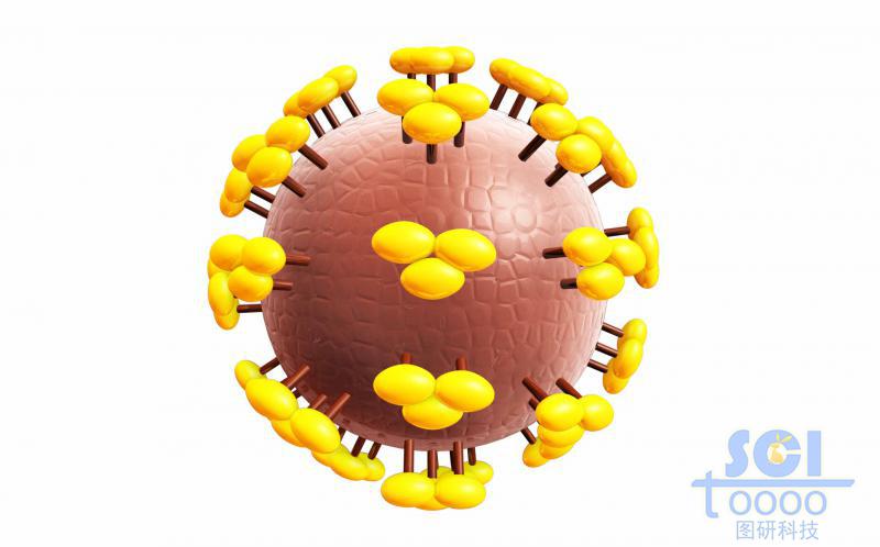 病毒结构