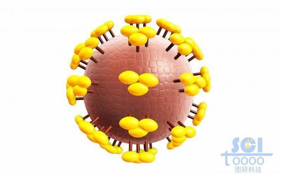 病毒结构