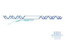RNA聚合酶與DNA上的終止信號識別