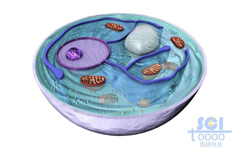 剖面真菌细胞模式图