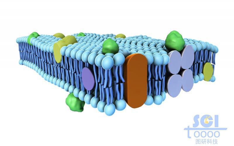 带跨膜蛋白的磷脂双分子层/细胞膜