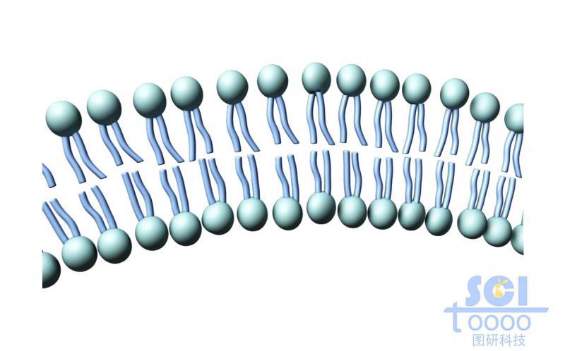 磷脂双分子层结构