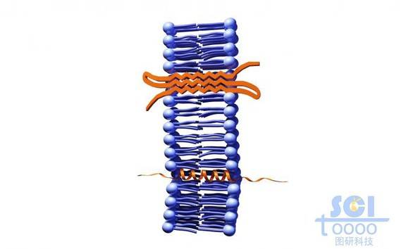 带跨膜蛋白的磷脂双分子层/细胞膜