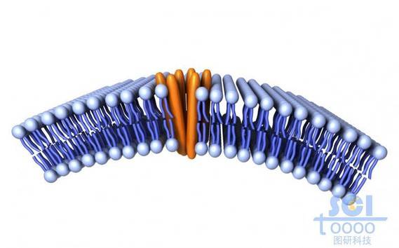 带跨膜蛋白的磷脂双分子层/细胞膜