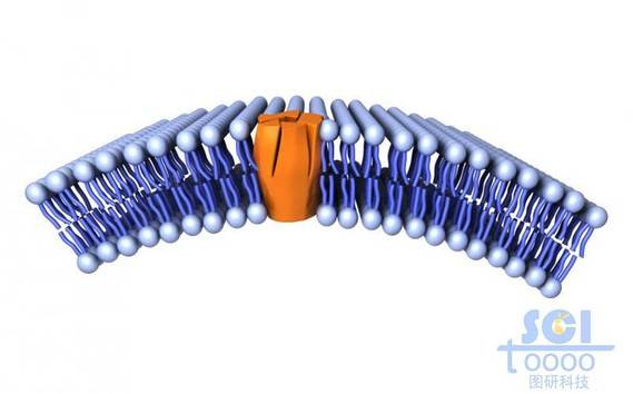带跨膜蛋白的磷脂双分子层/细胞膜