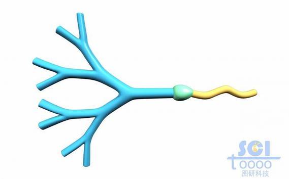 樹形高分子鏈段模式圖