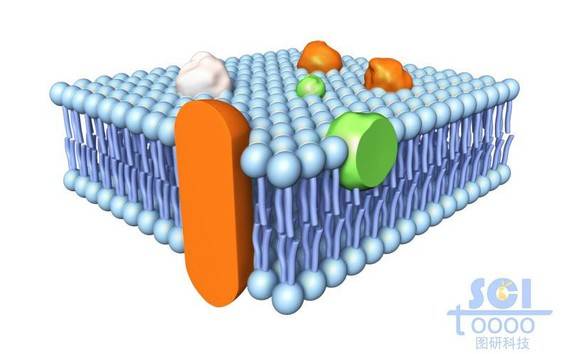 带跨膜蛋白的磷脂双分子层/细胞膜