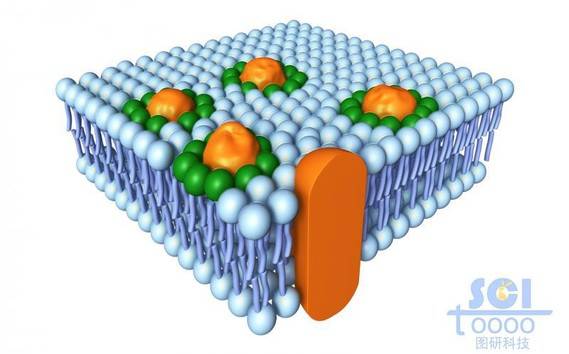带跨膜蛋白的磷脂双分子层/细胞膜