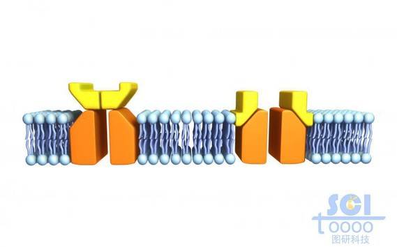 带通道蛋白的磷脂双分子层