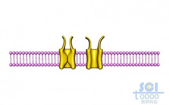 带通道蛋白的磷脂双分子层