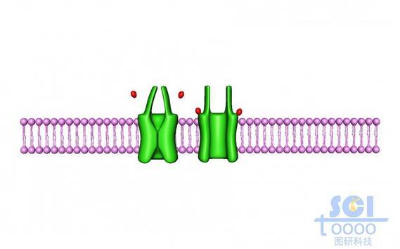 带通道蛋白的磷脂双分子层
