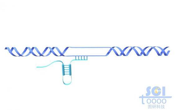 中段解旋的DNA和复制的RNA结构